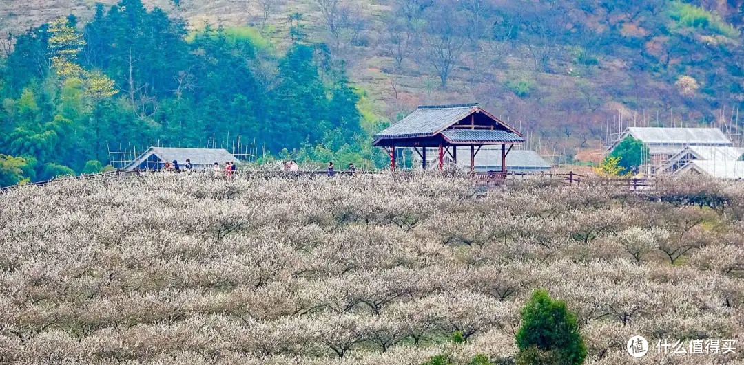 这个湖州的宝藏遛娃村，连长颈鹿都是这里的“常驻村民”！