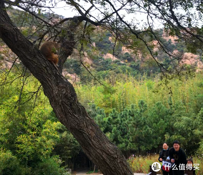 颜面尽失！被两只猢狲撵下了山 | 山东日照6