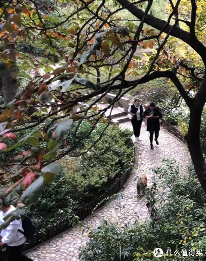 颜面尽失！被两只猢狲撵下了山 | 山东日照6