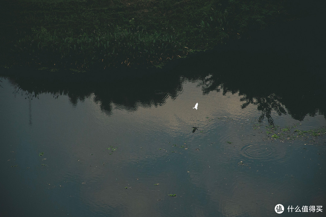 一只白鹭从水面掠过。EOS R