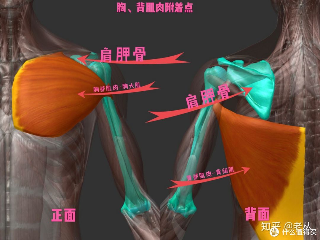 撸铁干货|手把手教你如何控制肩胛骨,快速提升上肢训练质量!
