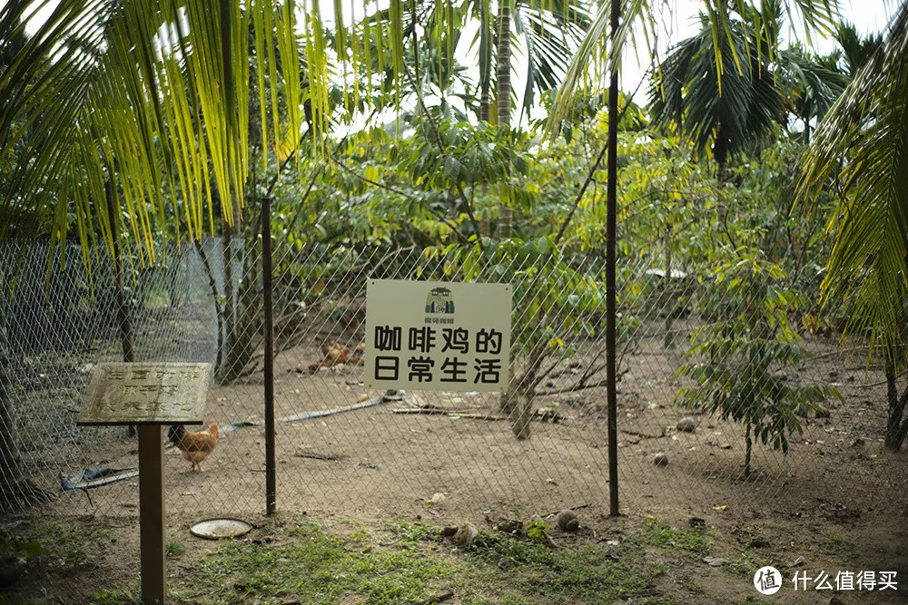 玩海南不走寻常路,去东线最美海滨公路瞧一瞧