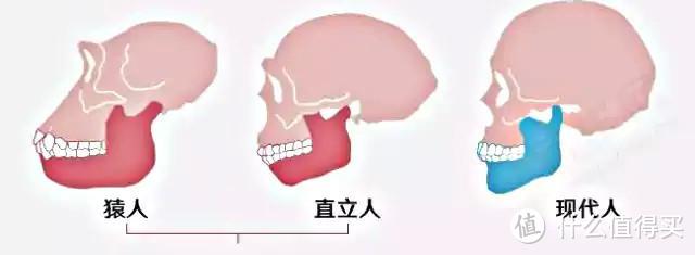 原始人与现代人下颌骨的差异