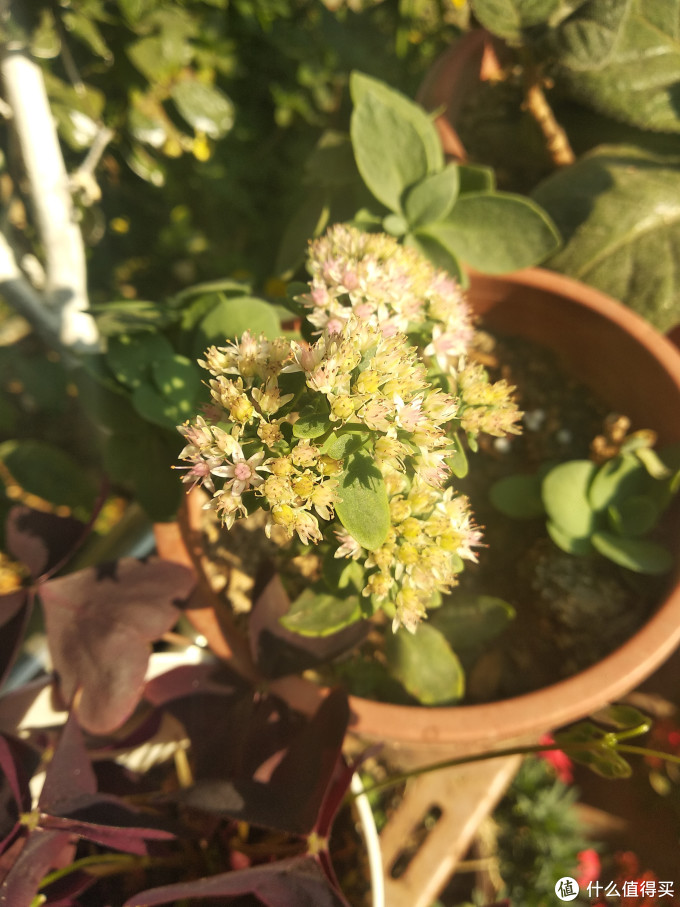 这个是买云南的景天花,切花,所以裁剪了枝条下来,随便插地上,2个月