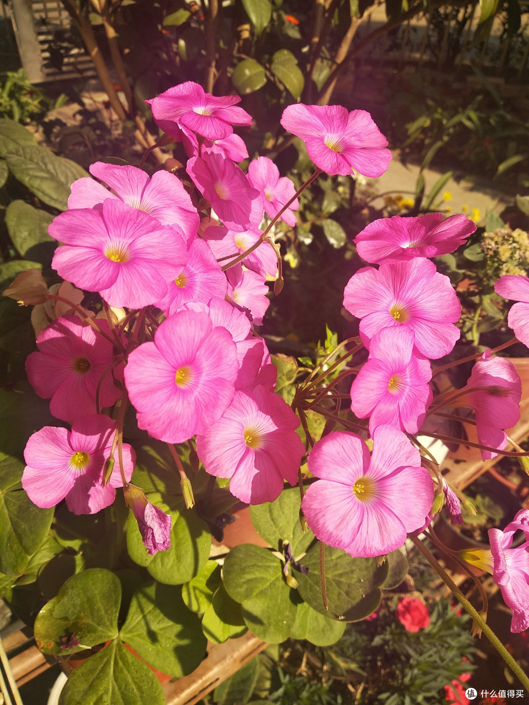 基本是只见花,