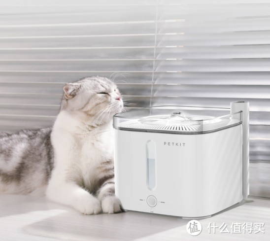 迎接猫猫回家：新手养猫必备物品