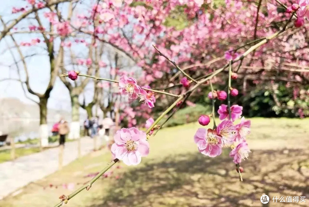 2021年赏花之旅 篇一 踏雪寻梅