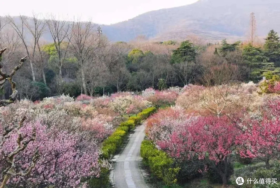 2021年赏花之旅 篇一 踏雪寻梅