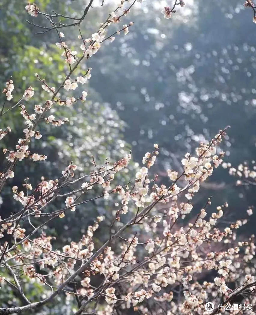 2021年赏花之旅 篇一 踏雪寻梅