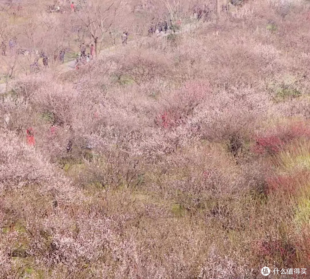 2021年赏花之旅 篇一 踏雪寻梅