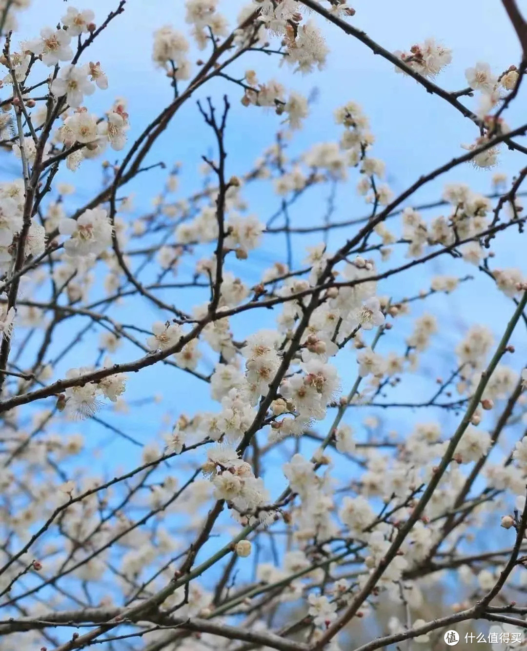 2021年赏花之旅 篇一 踏雪寻梅