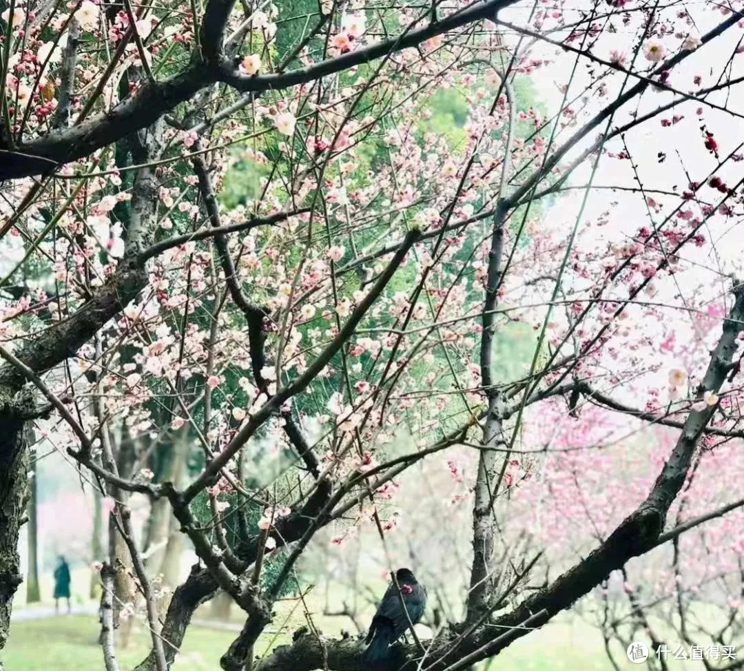 2021年赏花之旅 篇一 踏雪寻梅