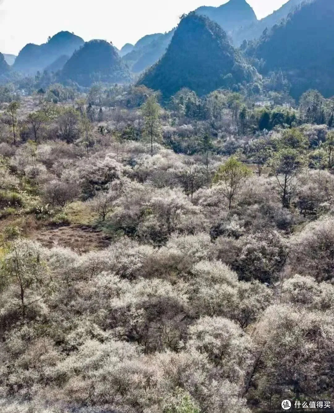 2021年赏花之旅 篇一 踏雪寻梅