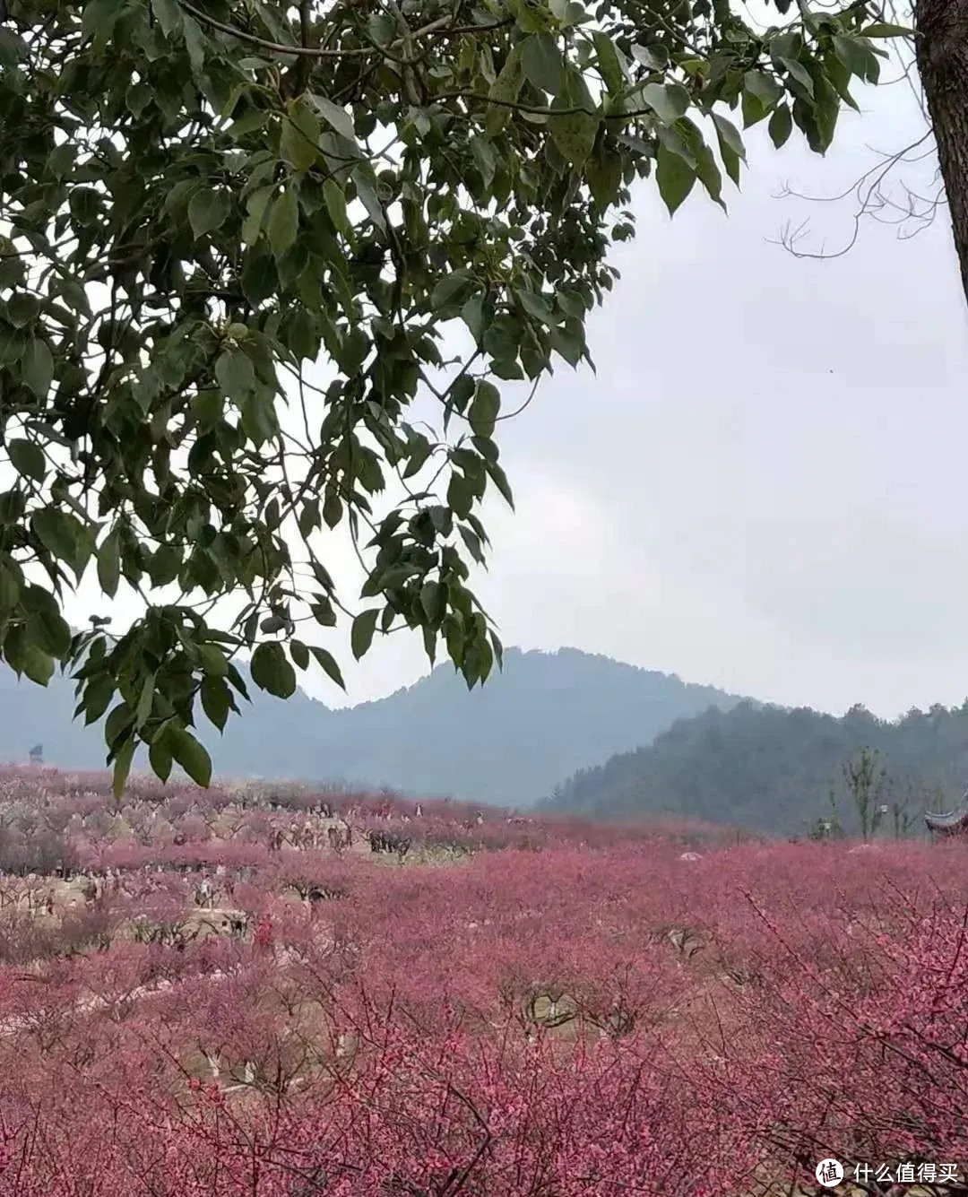 2021年赏花之旅 篇一 踏雪寻梅