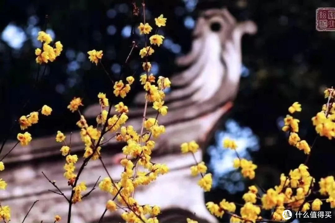 2021年赏花之旅 篇一 踏雪寻梅