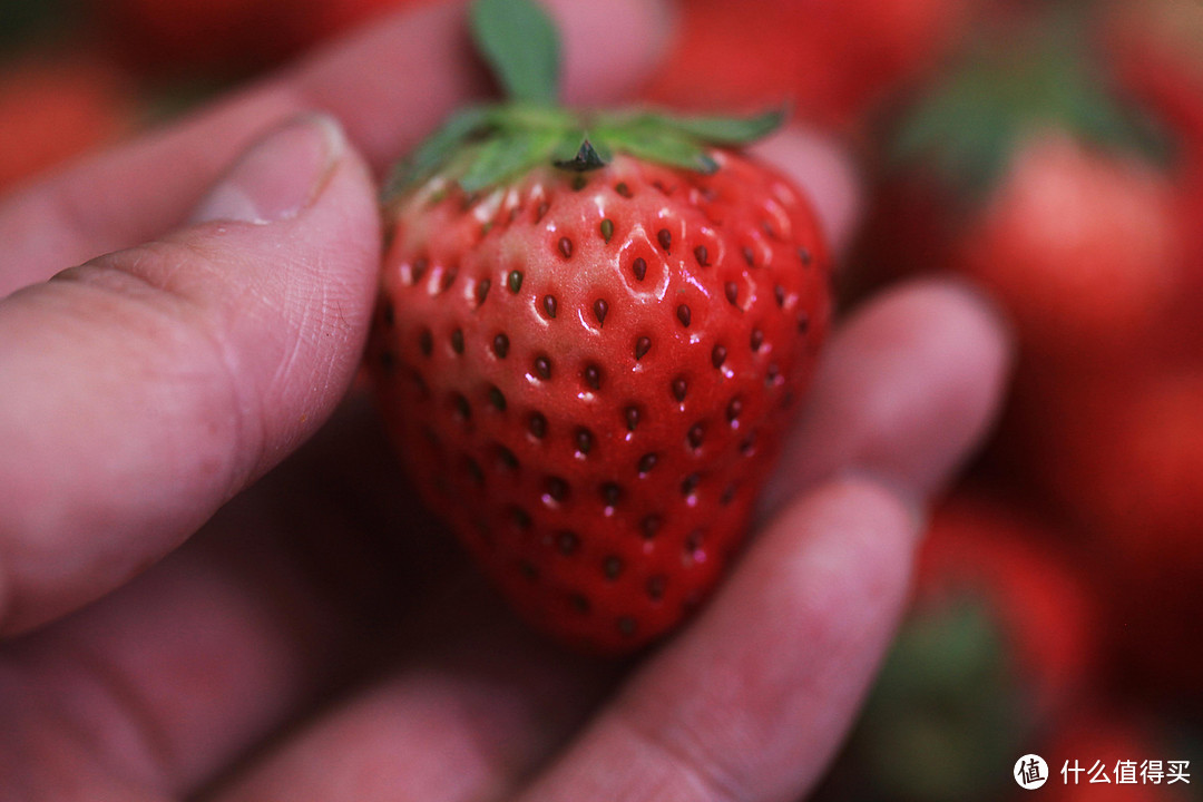 草莓季，购买草莓有技巧，记住“4看1闻”，不买“喂药”草莓
