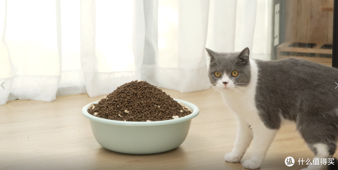 10款猫咪自动喂食器评测 自动喂食器值得买吗 什么值得买