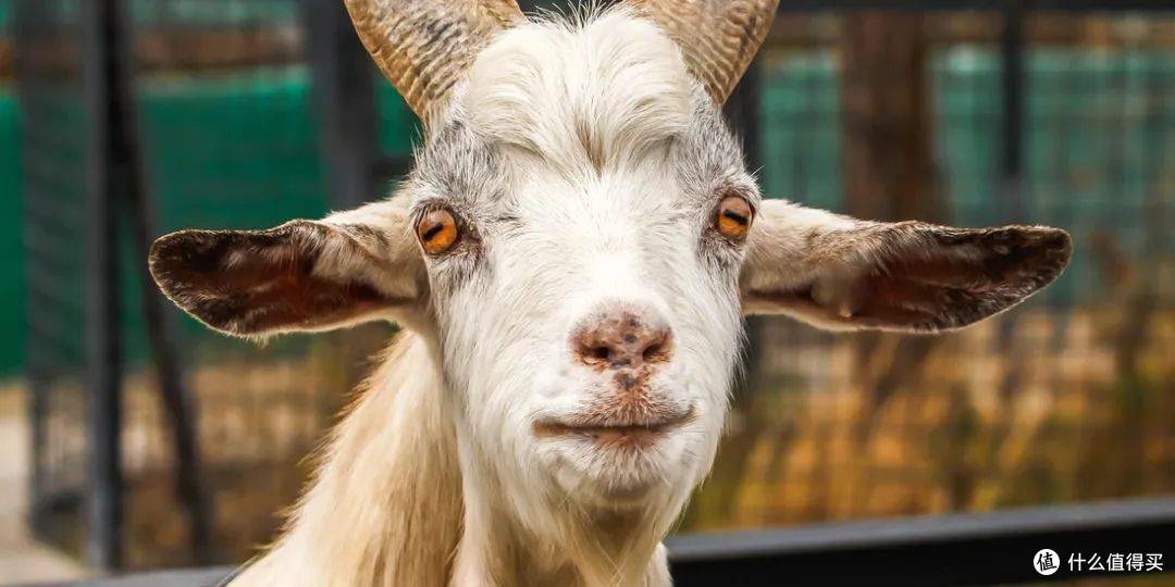山羊和羔羊和羊驼你知道如何分辨吗 牛羊肉 什么值得买