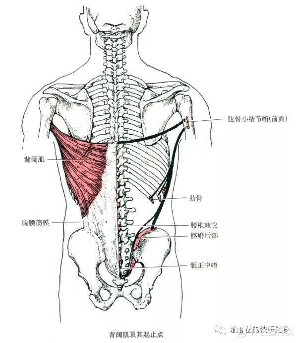 嵴,髂嵴后部,10～12肋外侧背阔肌作为背部肌肉中面积最大的一块肌肉