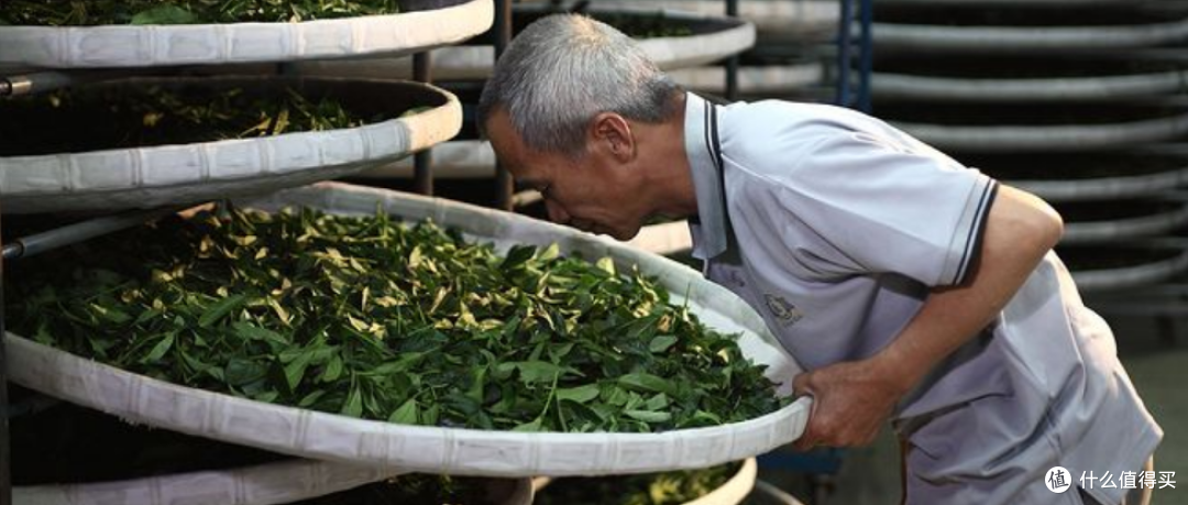 白茶避坑手册,超多不被大众知道的事(多为文字内容,点开需谨慎)