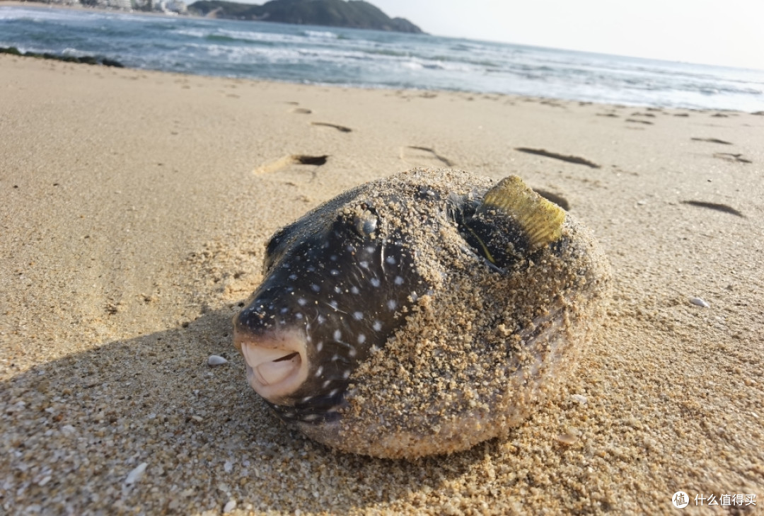 沙滩上的龅牙鱼,估计跟河豚那些是亲戚