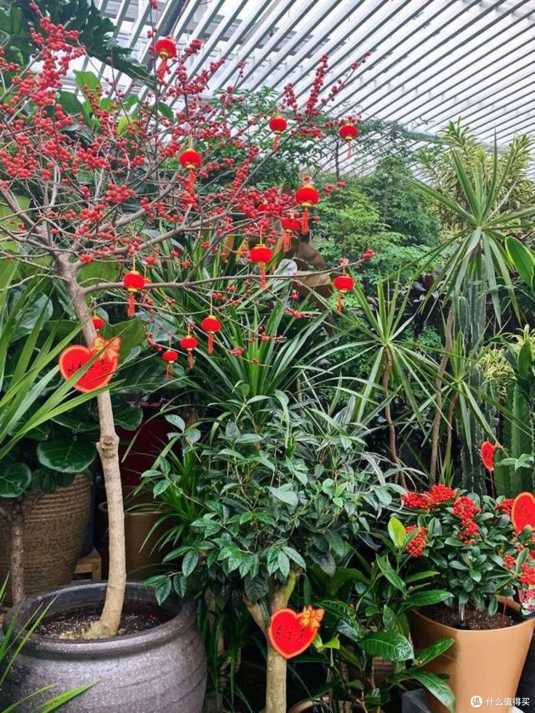 买花指南:拥有这些花,把我家装点得别开生面