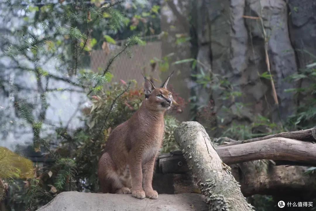 我去报复南京红山动物园了