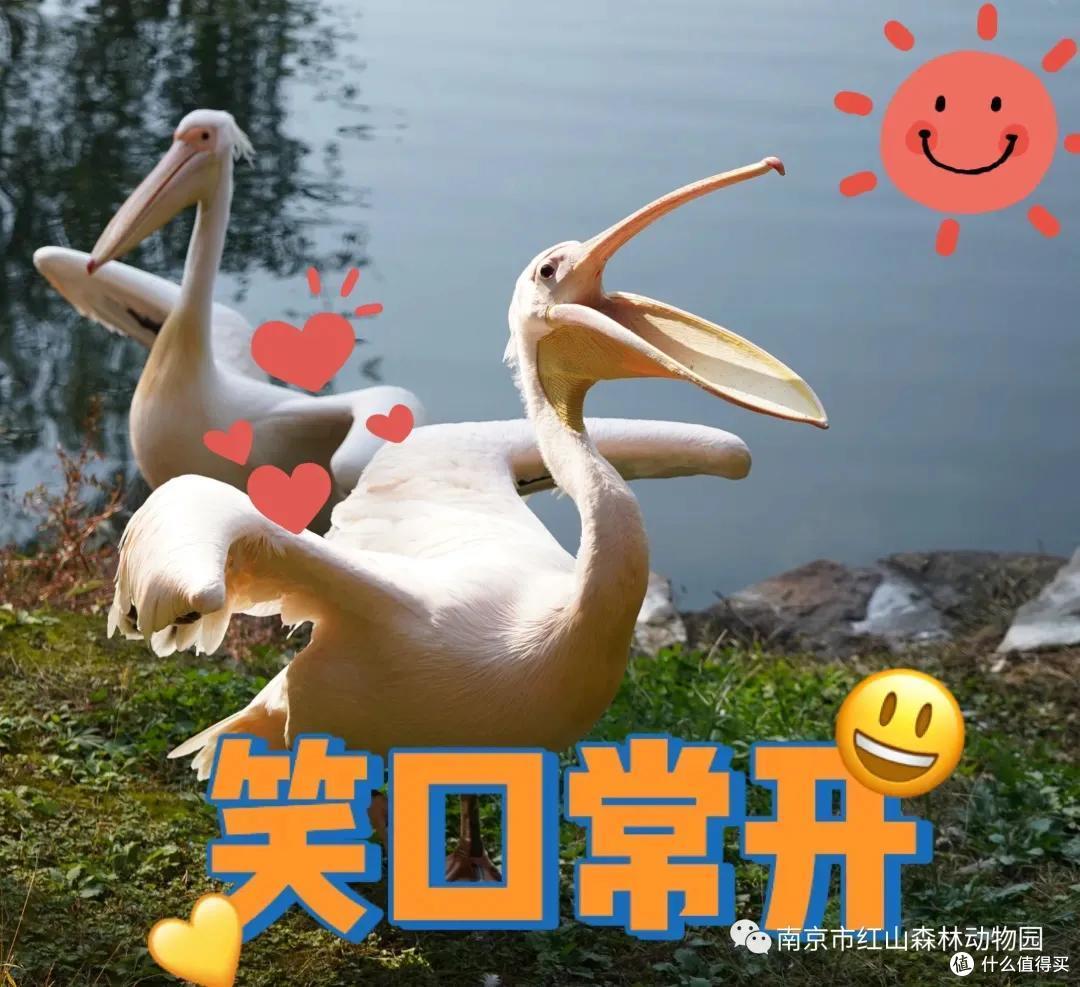 我去报复南京红山动物园了