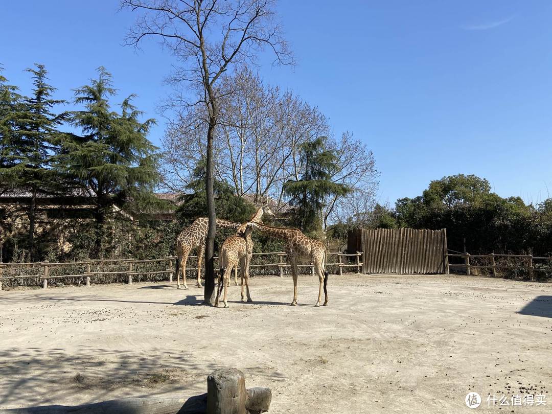 上野快闪，探秘棕熊事件后的上海野生动物园，海量图片，细致攻略。