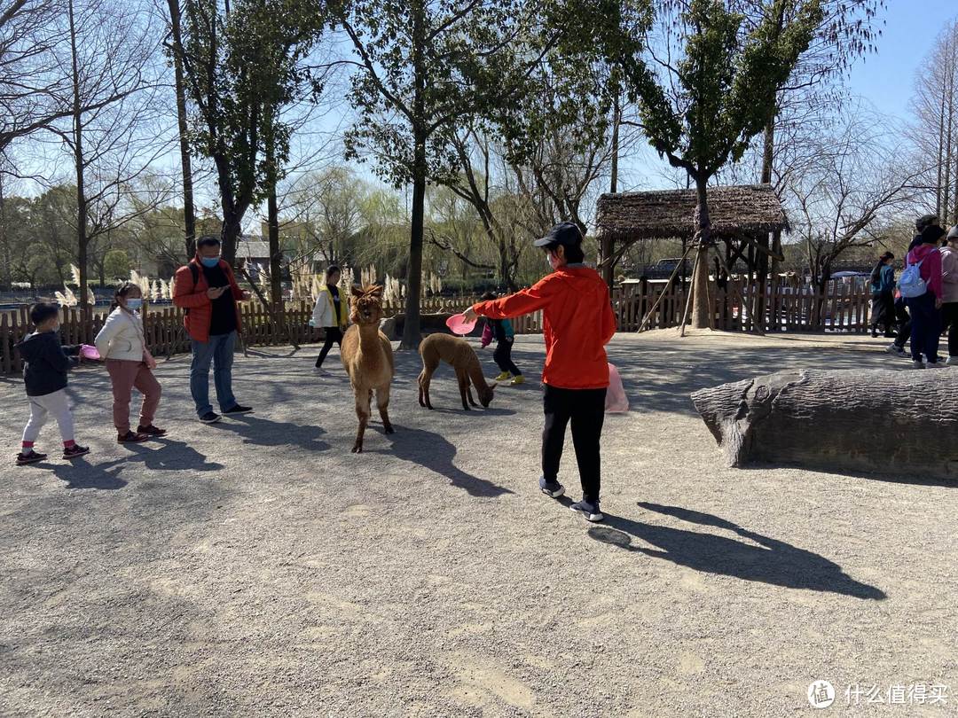 上野快闪，探秘棕熊事件后的上海野生动物园，海量图片，细致攻略。