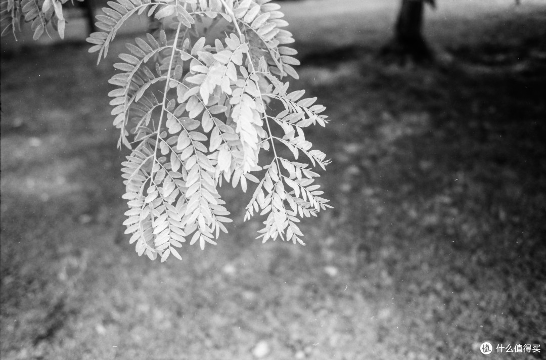 神坛上的卡片：Olympus mju-II