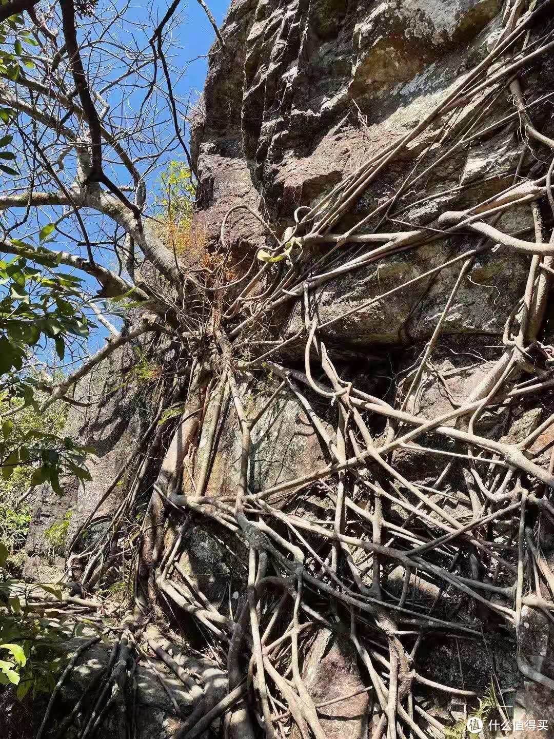 盘根错节的树根，占满了整面石壁