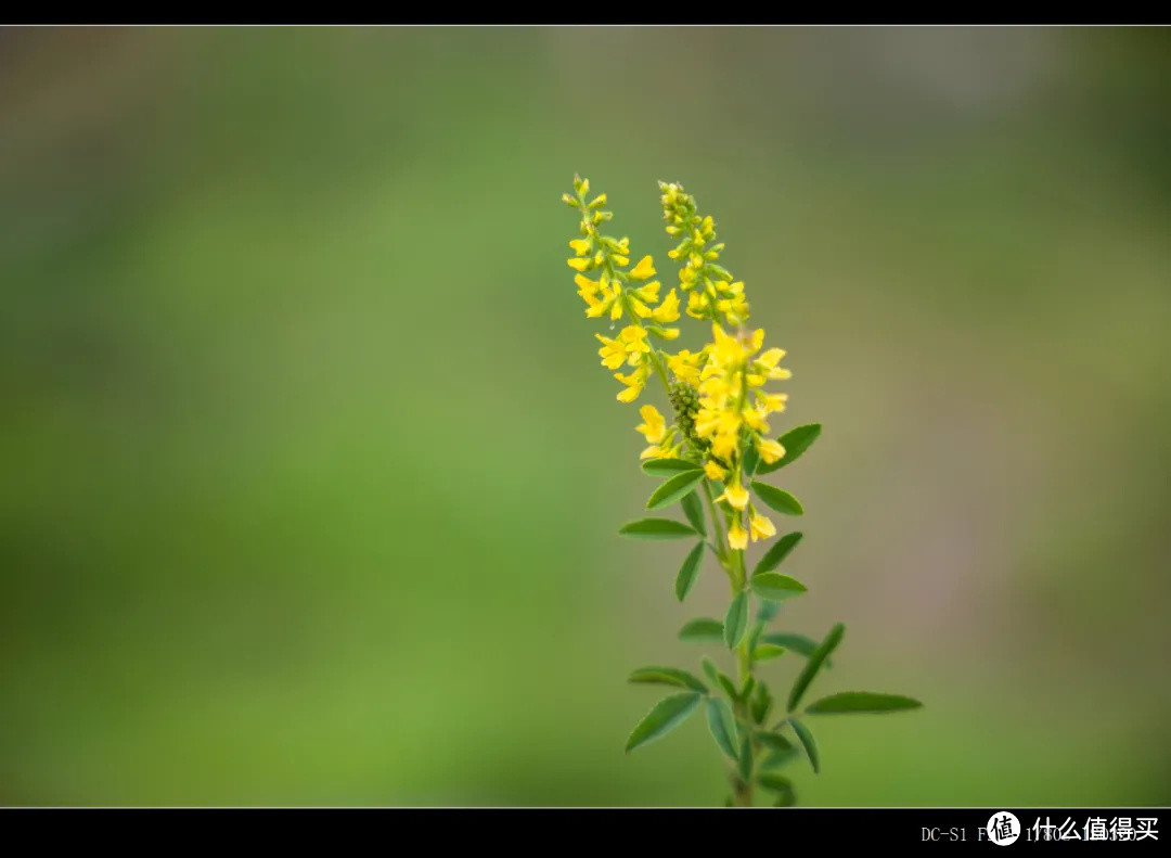 适马28-70mm F2.8 最小最轻全幅标变镜头测评