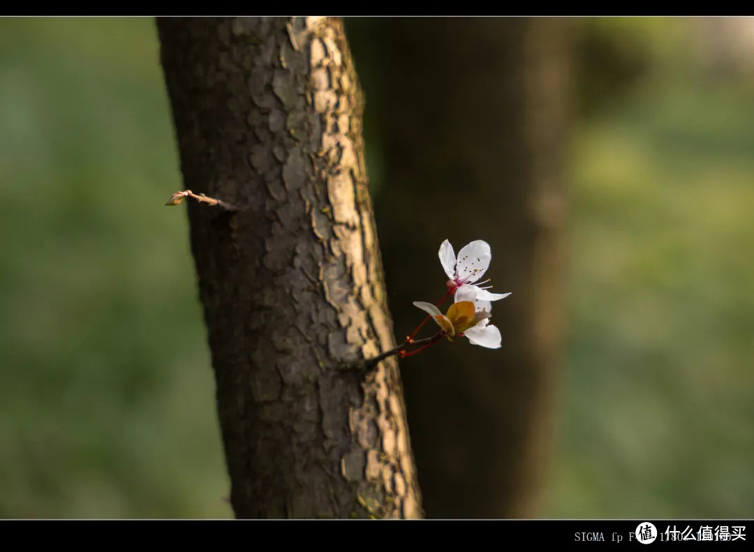 适马28-70mm F2.8 最小最轻全幅标变镜头测评