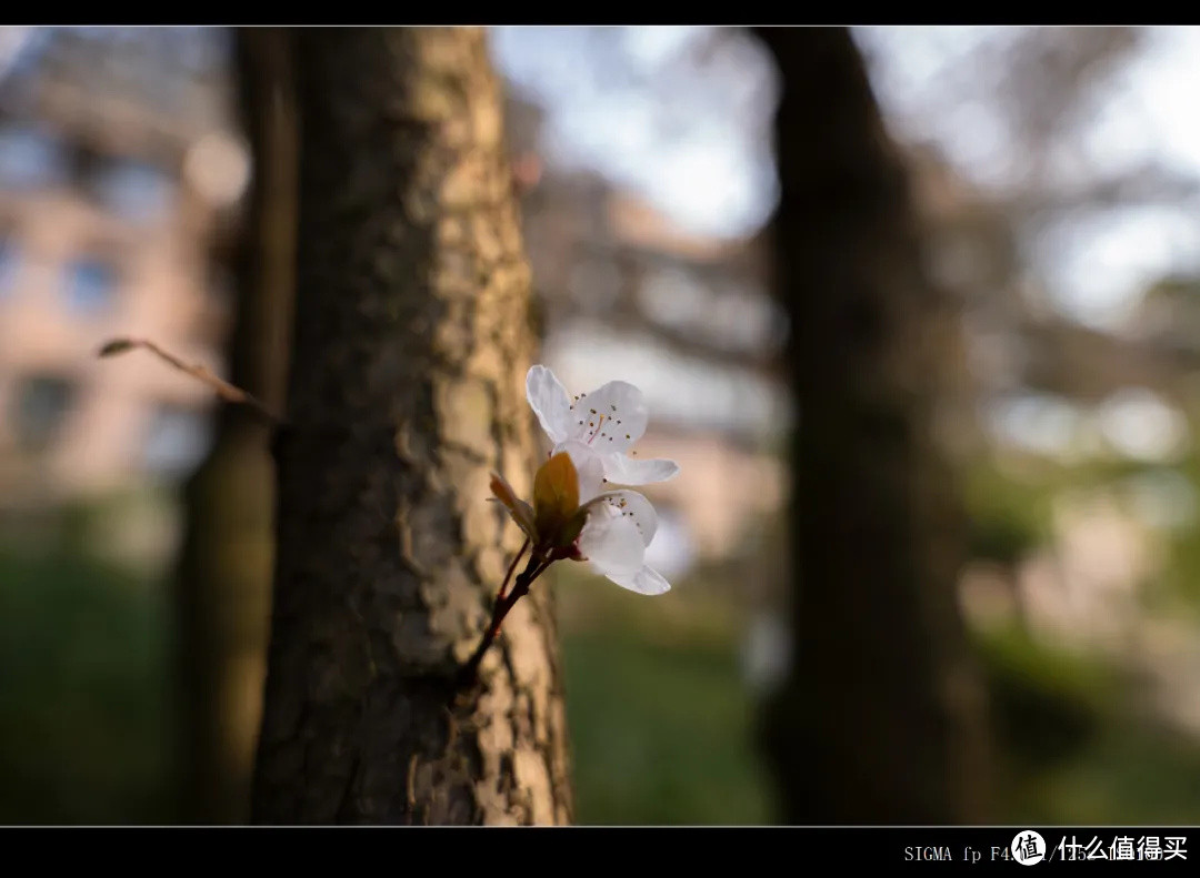 适马28-70mm F2.8 最小最轻全幅标变镜头测评