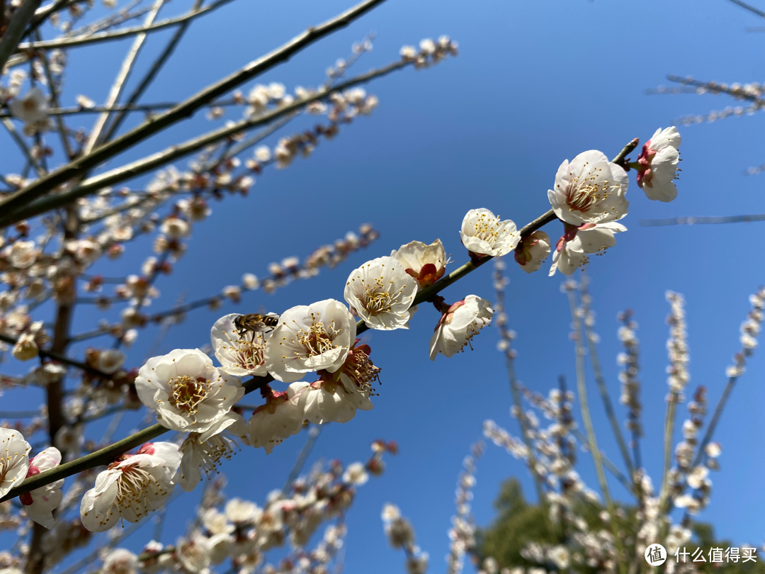 2月杭州赏花:2021的春天有点早