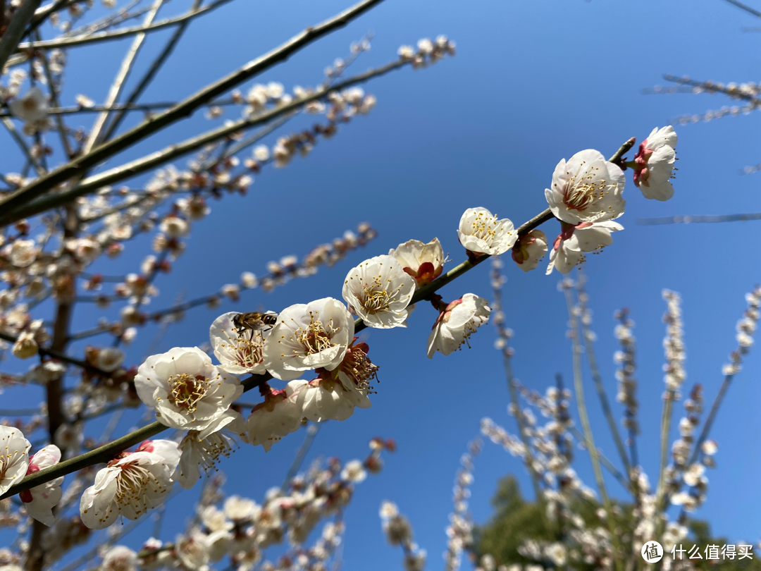 2月杭州赏花：2021的春天有点早