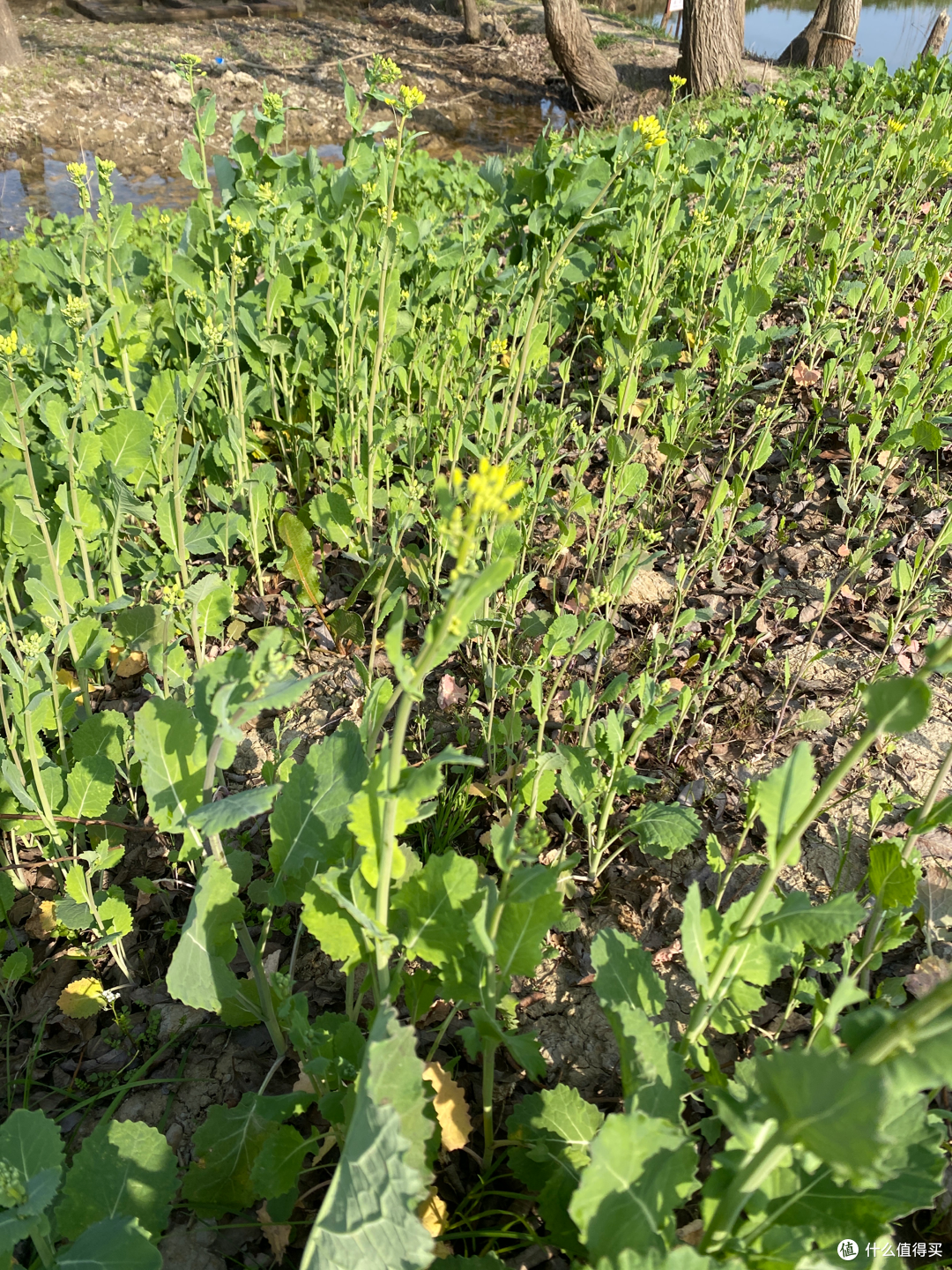 2月杭州赏花:2021的春天有点早