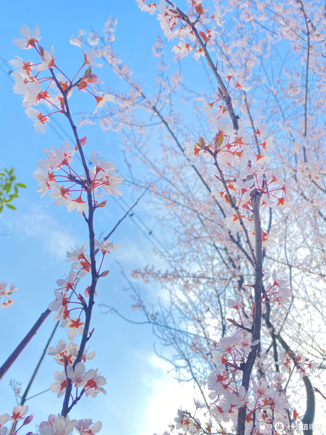 2月杭州赏花：2021的春天有点早