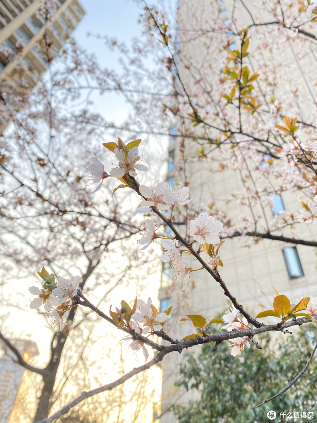2月杭州赏花:2021的春天有点早