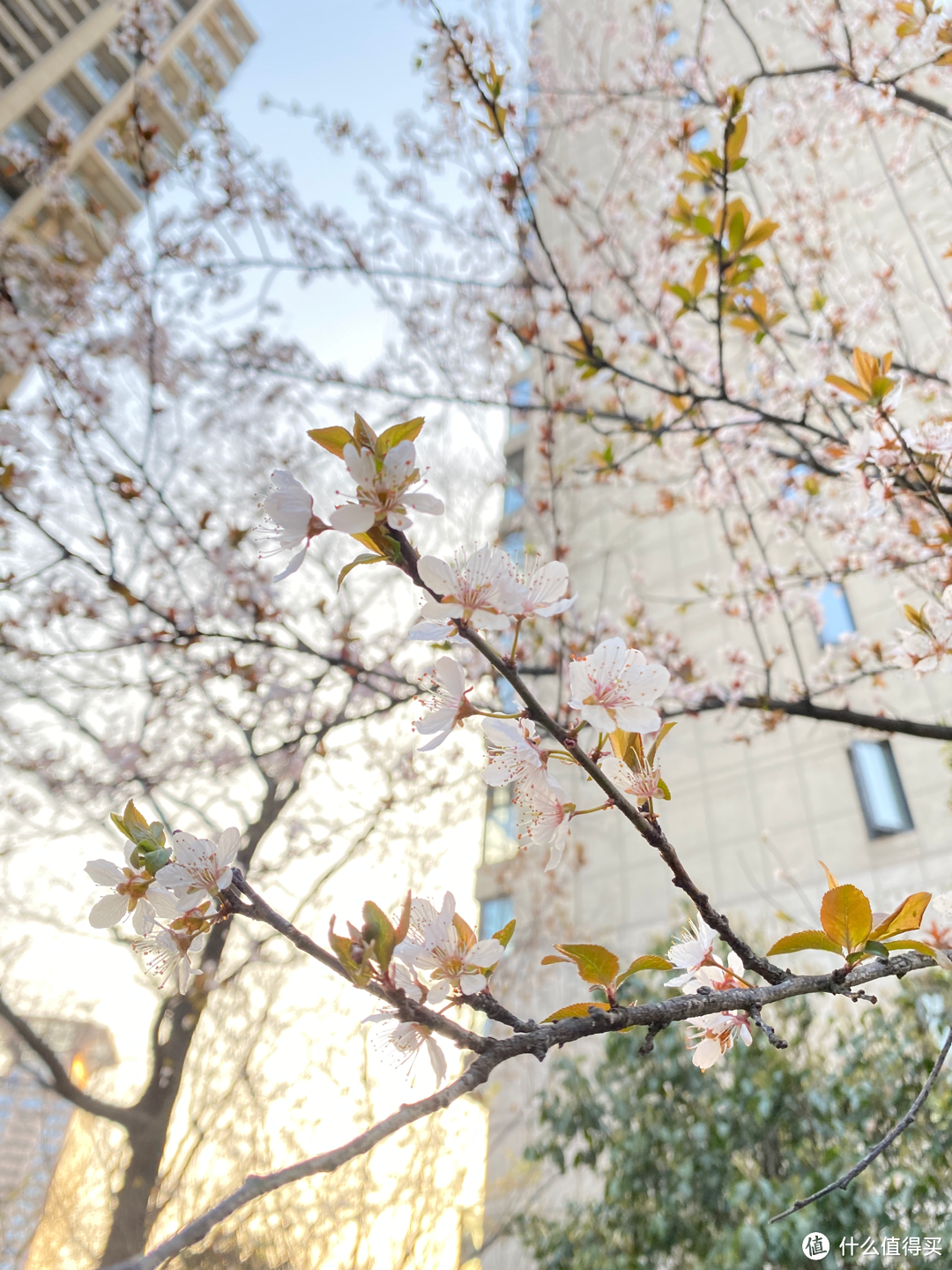 2月杭州赏花：2021的春天有点早