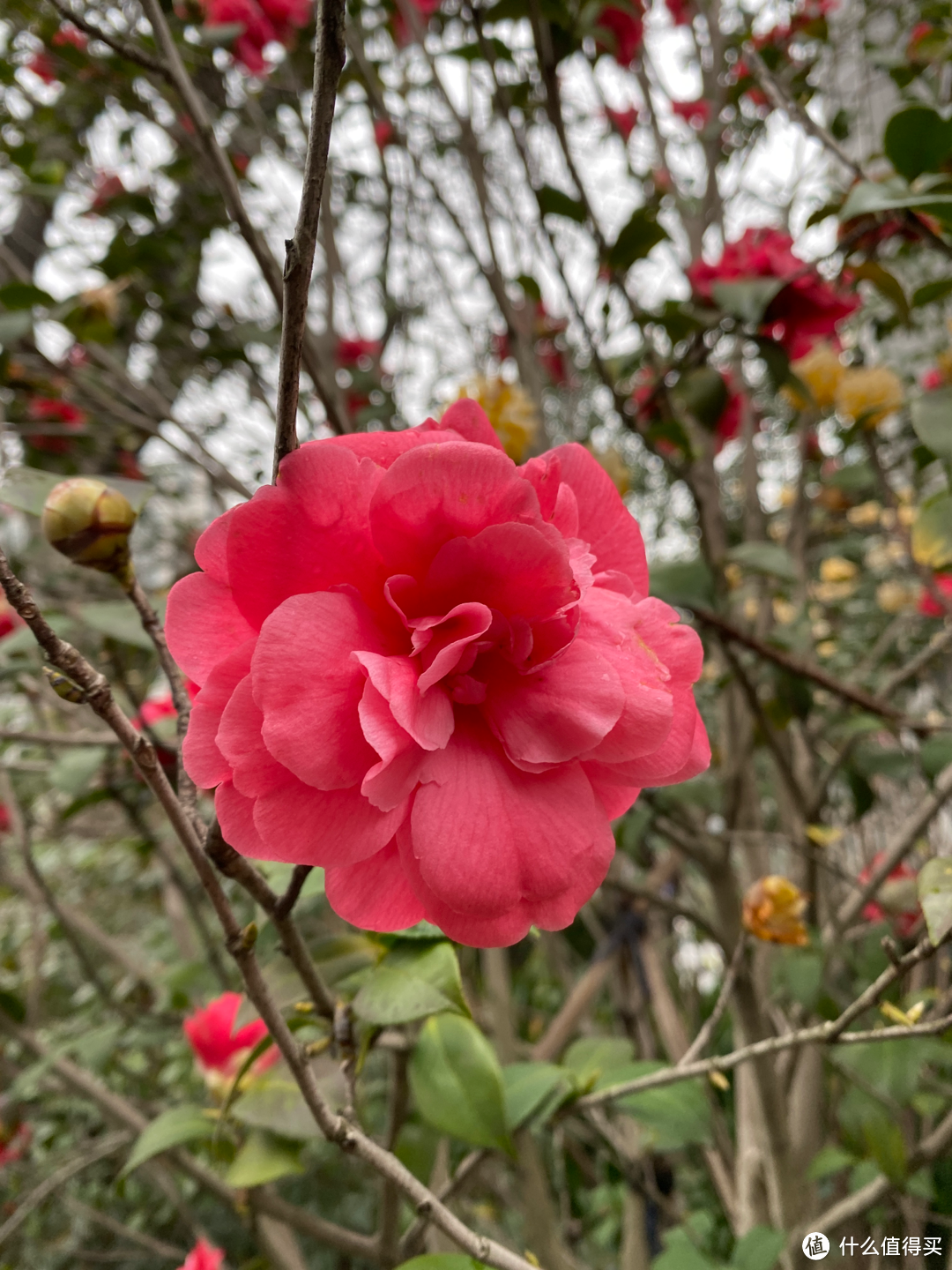 2月杭州赏花:2021的春天有点早