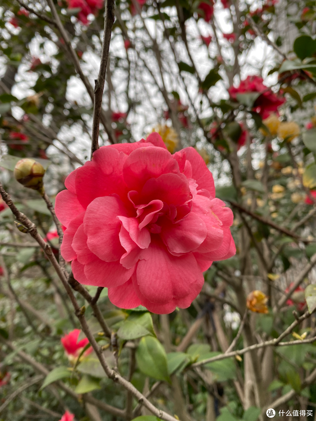 2月杭州赏花：2021的春天有点早