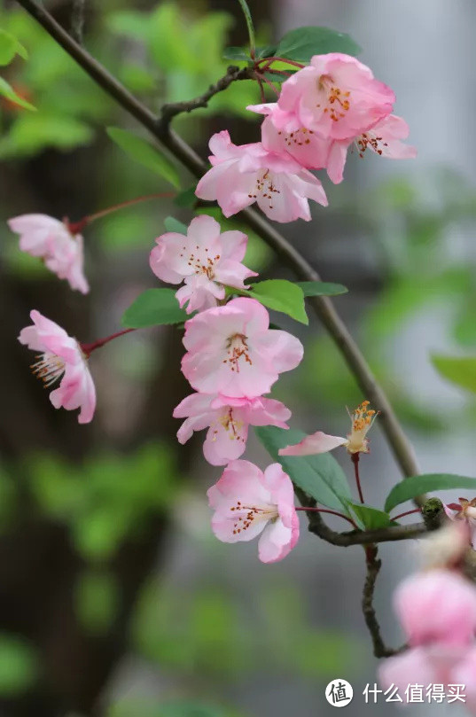 春深如海，花满枝头，却是海棠依旧