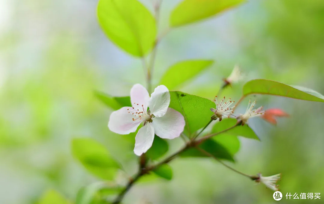 春深如海，花满枝头，却是海棠依旧