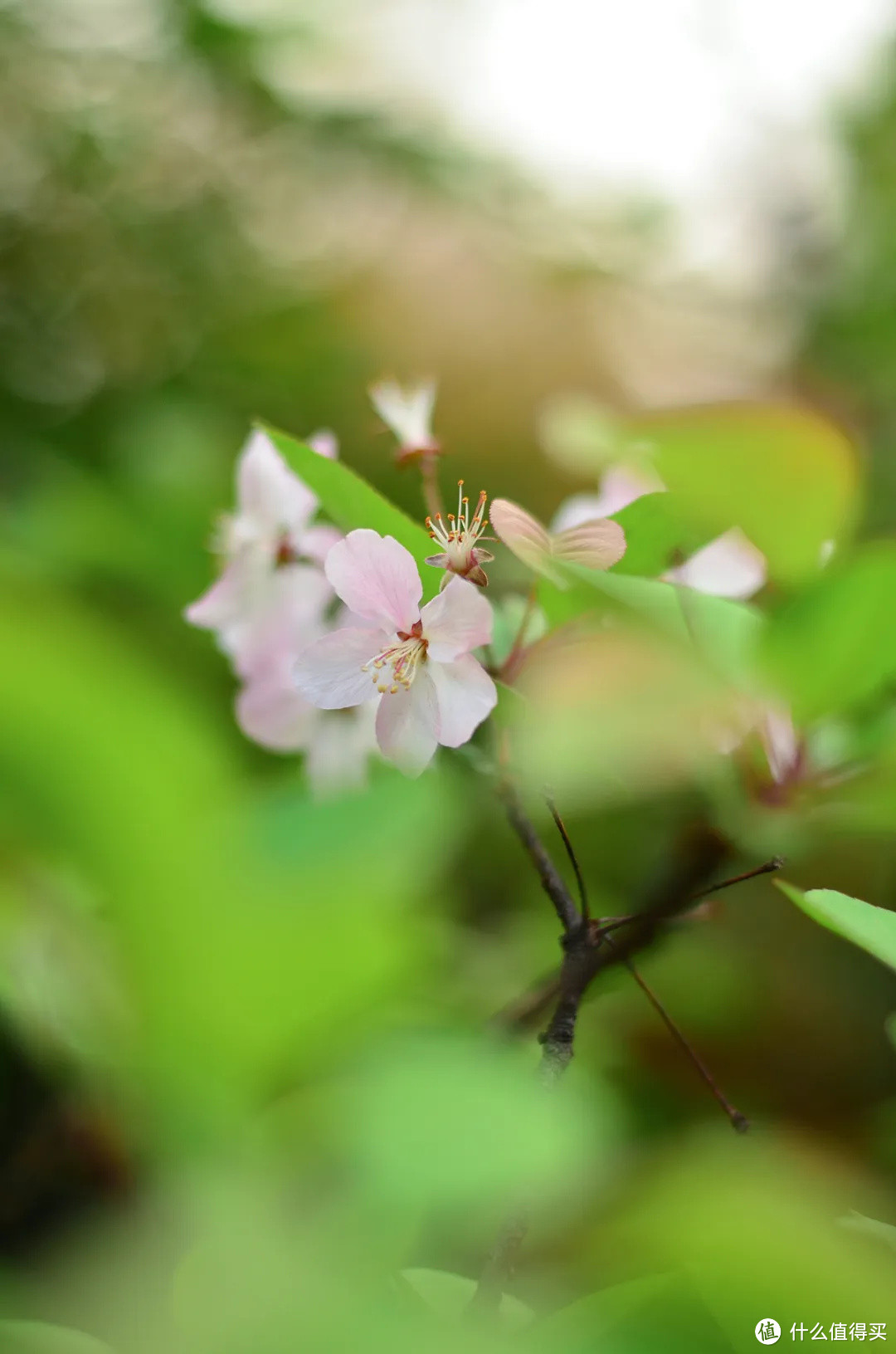 春深如海，花满枝头，却是海棠依旧