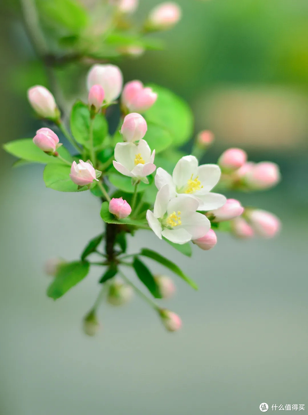 春深如海，花满枝头，却是海棠依旧