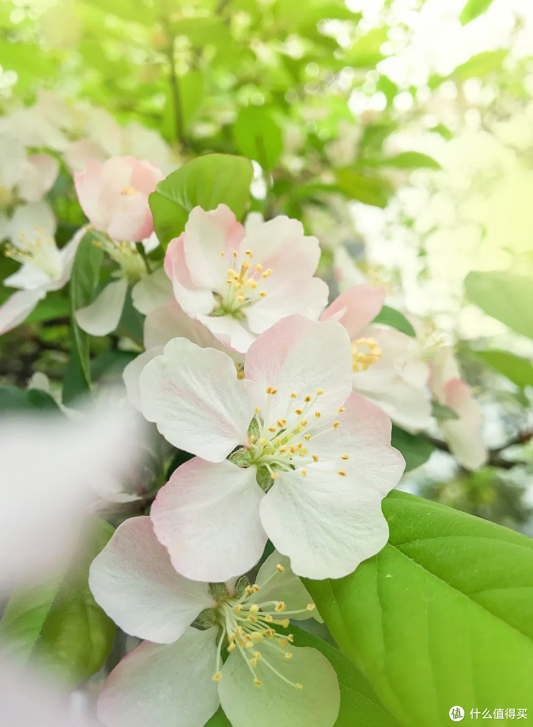 春深如海，花满枝头，却是海棠依旧