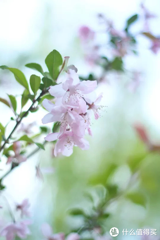 春深如海，花满枝头，却是海棠依旧