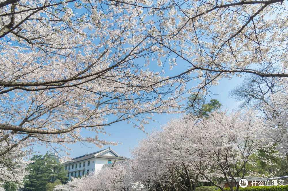 武汉狂撒100万张免费门票，错过的樱花季可以补上了